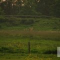 IMG_903345