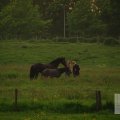 IMG_904209