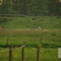 IMG_904294