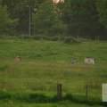 IMG_904297