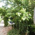 IMG_906631
