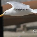 IMG_920015