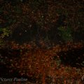 IMG_942627