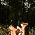 IMG_942628