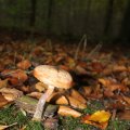 IMG_942630