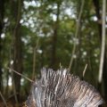 IMG_942635