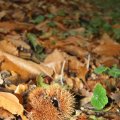 IMG_942636