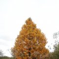 IMG_942643