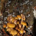 IMG_942646