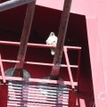 IMG_962581