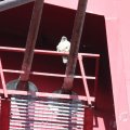 IMG_962582