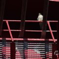 IMG_962594