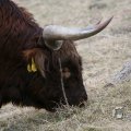 IMG_967579