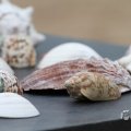 IMG_967751