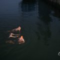 IMG_969310
