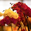 IMG_973333