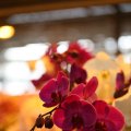 IMG_973336