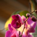 IMG_973424