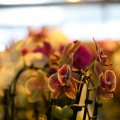 IMG_973426
