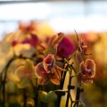 IMG_973427