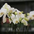 IMG_973431