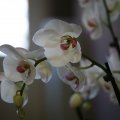 IMG_973441