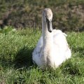 IMG_974676