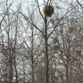 IMG_974693