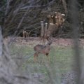 IMG_974725