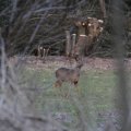 IMG_974726