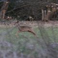 IMG_974727