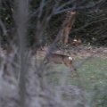 IMG_974729