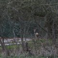 IMG_974732