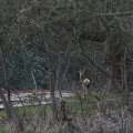 IMG_974733