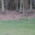 IMG_974735