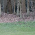 IMG_974737