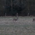 IMG_974740
