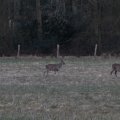 IMG_974741