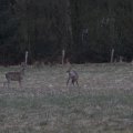 IMG_974742