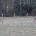 IMG_974746