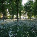IMG_392775