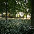IMG_392919