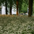 IMG_393003