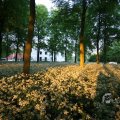 IMG_393071