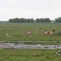 IMG_1009438