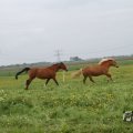 IMG_1011809