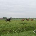 IMG_1011812