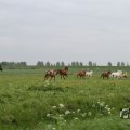IMG_1011813