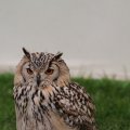 IMG_1020259