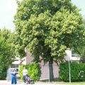 IMG_1042367
